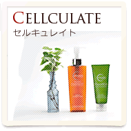 ラッシュアディクト