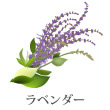 ラベンダー