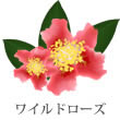 ワイルドローズ